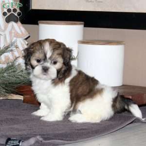 Angel, Shih Tzu Puppy